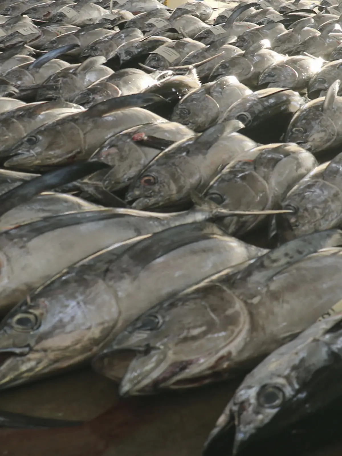 04.01.2025, Japan, Nachikatsuura: Auf einem regionalen Großmarkt im Westen Japans, wird Thunfisch für die erste Auktion des Jahres aufgereiht. Foto: -/kyodo/dpa +++ dpa-Bildfunk +++