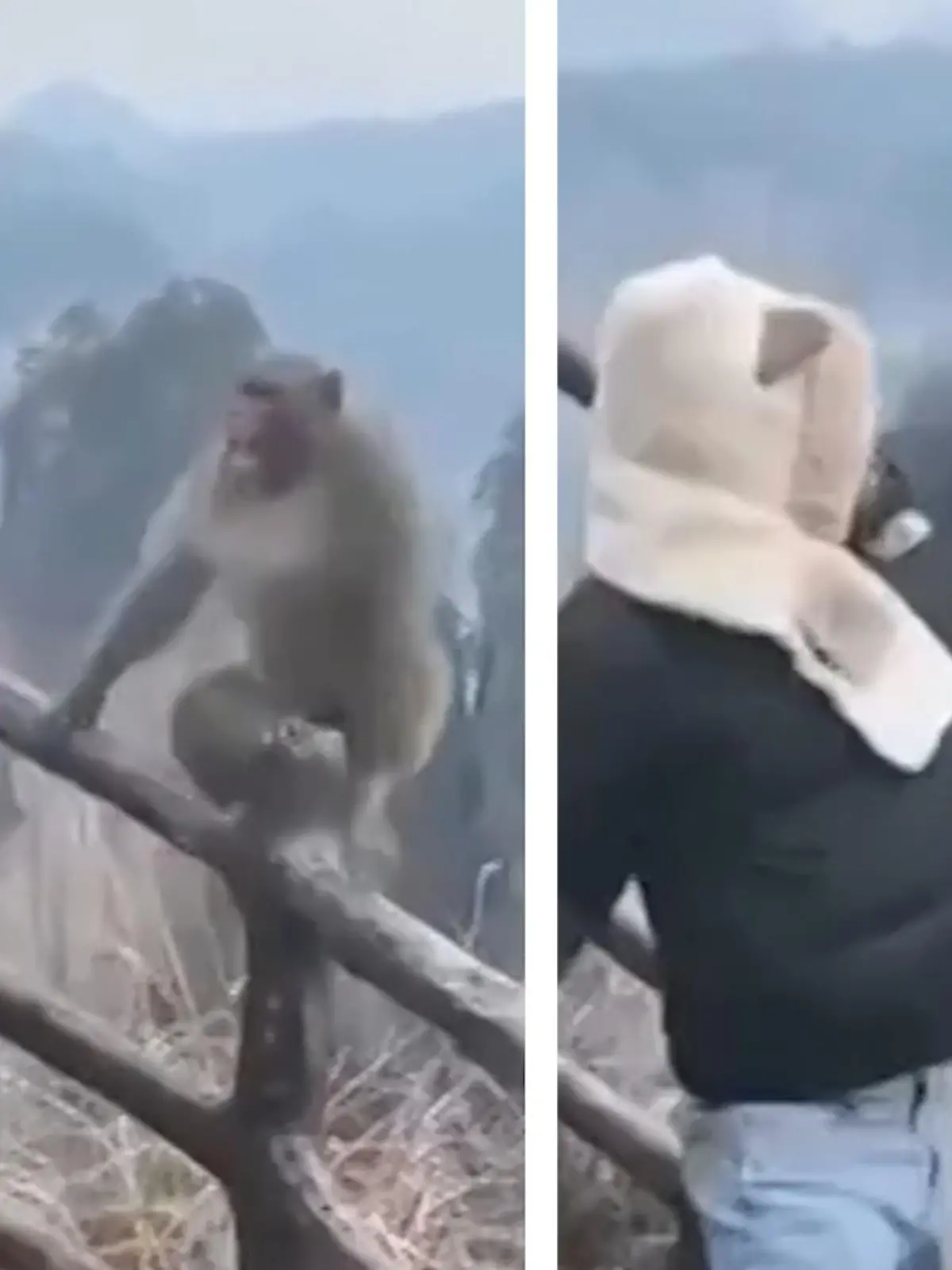 Tourist schlägt Affe ins Gesicht.