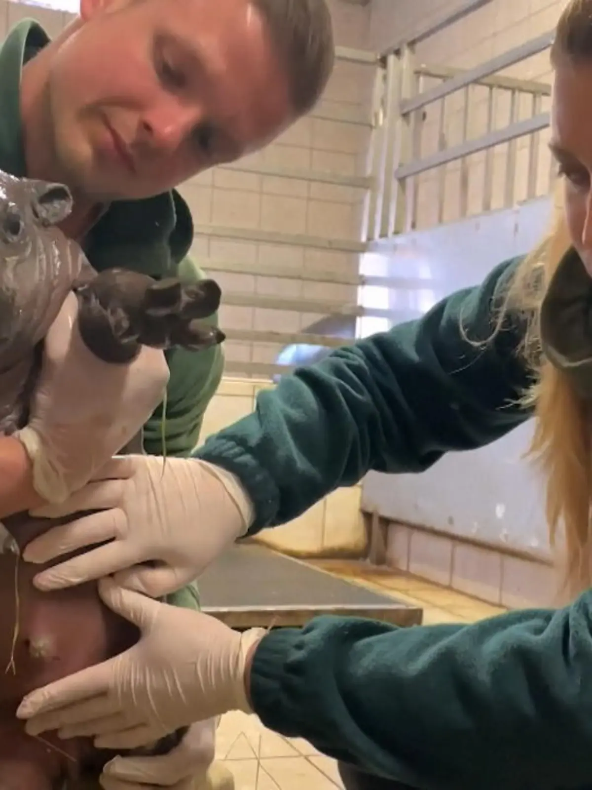 Der kleine Gerzson ist im ungarischen Nyitegyhaza Zoo auf die Welt gekommen. Noch weiß er nichts davon, aber für die Nilpferd-Population wird das kleine Schwergewicht später einmal sehr wichtig werden – warum, das erfahren Sie im Video.