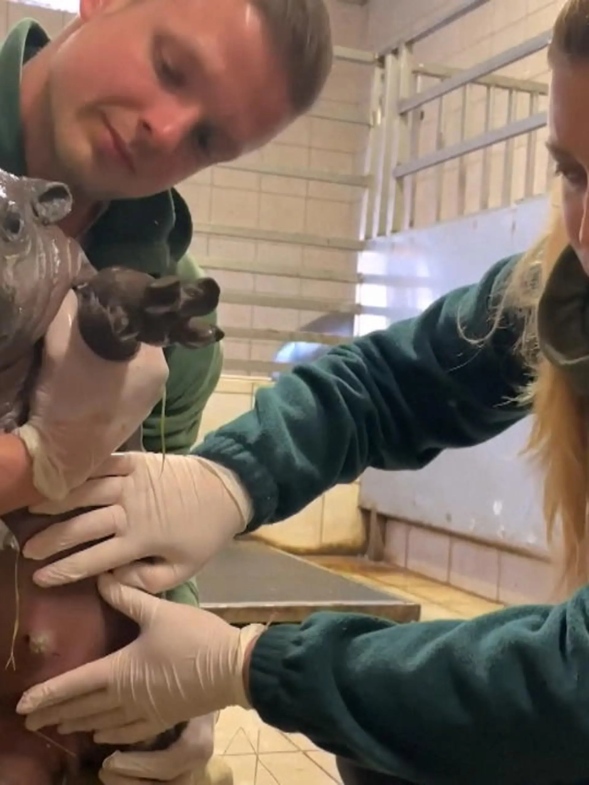 Der kleine Gerzson ist im ungarischen Nyitegyhaza Zoo auf die Welt gekommen. Noch weiß er nichts davon, aber für die Nilpferd-Population wird das kleine Schwergewicht später einmal sehr wichtig werden – warum, das erfahren Sie im Video.
