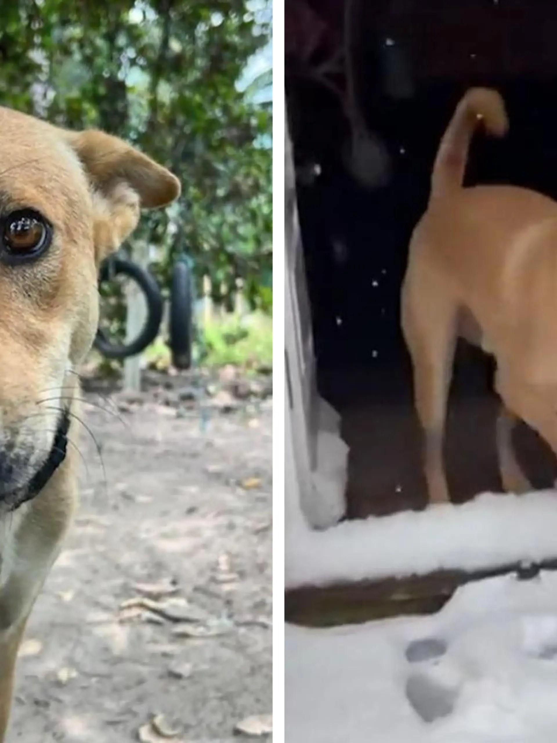 Jahrelang angekettet! Hund Rusty sieht erstmals Schnee