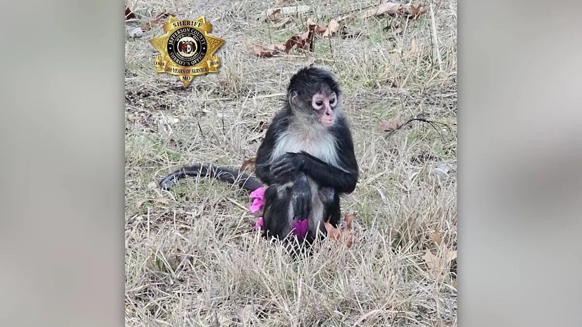 In einem rosafarbenen Tutu gekleidet, bricht der Affe von Zuhause aus.