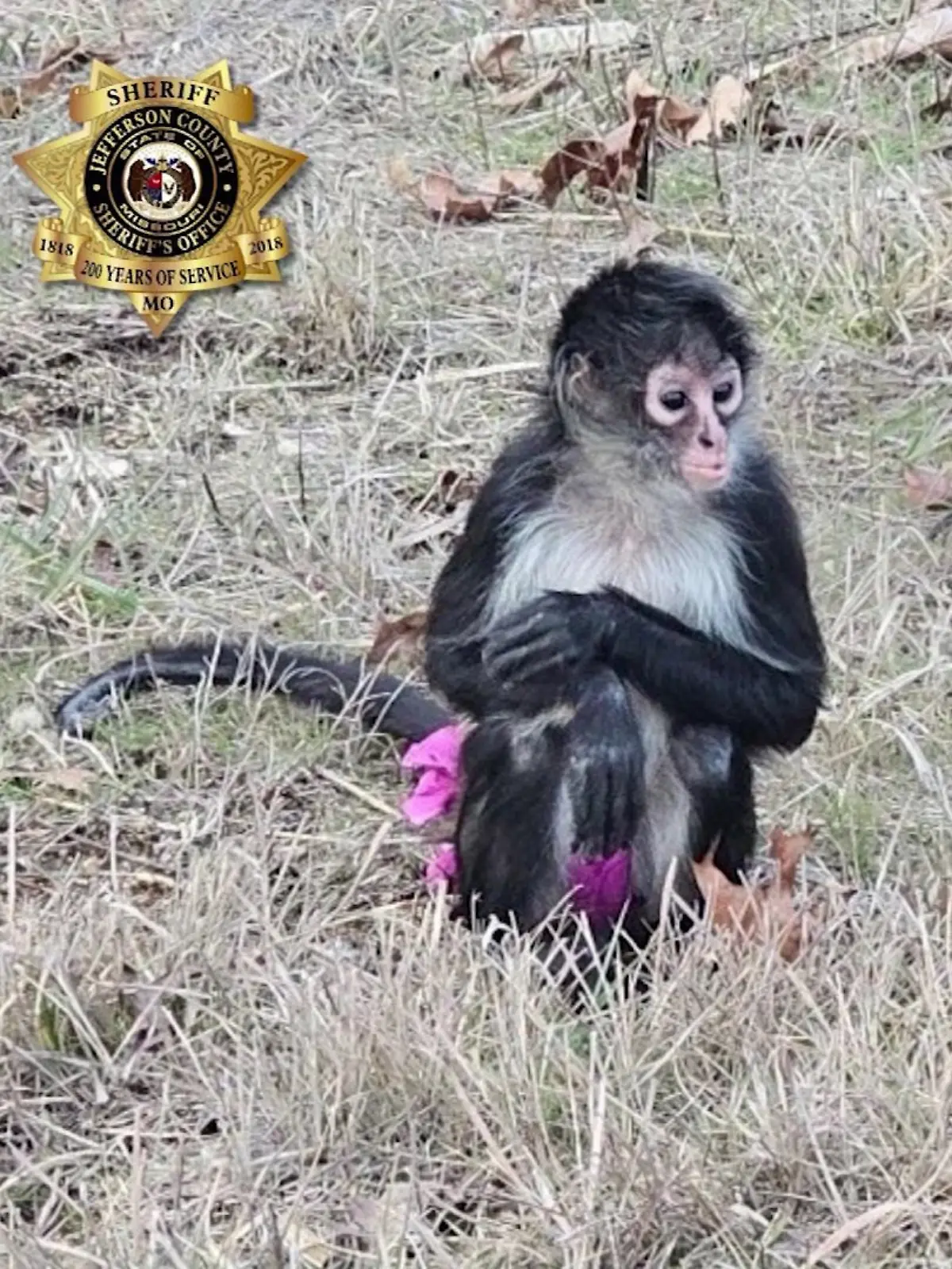 In einem rosafarbenen Tutu gekleidet, bricht der Affe von Zuhause aus.