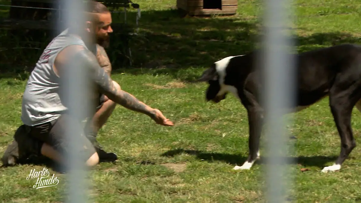 Steve weiß: Hunde muss man lesen können Extremfälle
