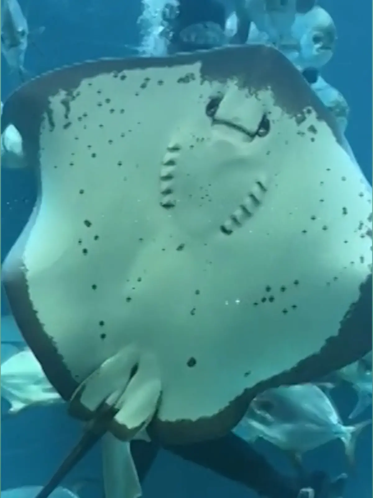 Stachelrochen-Photobomb! DIESE süße Unterwasser-Umarmung sollen wir nicht sehen