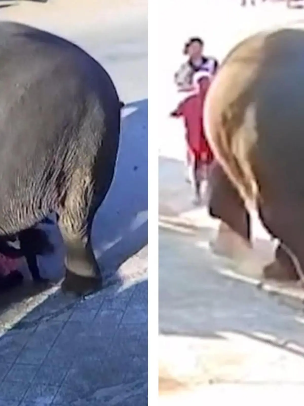 Bild zu: "Elefant eskaliert bei Brauch! Mutter und Tochter (2) fast tot getrampelt"