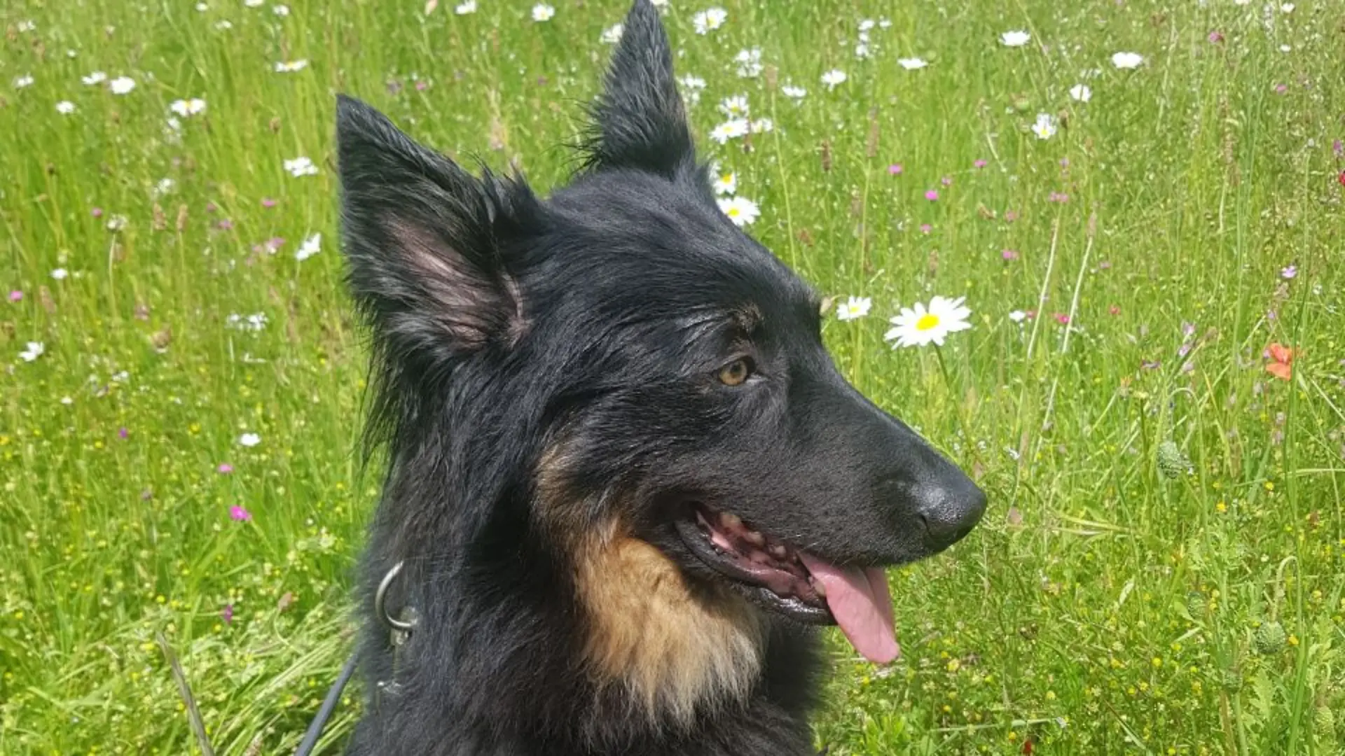 Cookie hat in seinem Leben schon drei verschiedene Besitzer gehabt. Hat seine Odyssee bald ein Ende? 