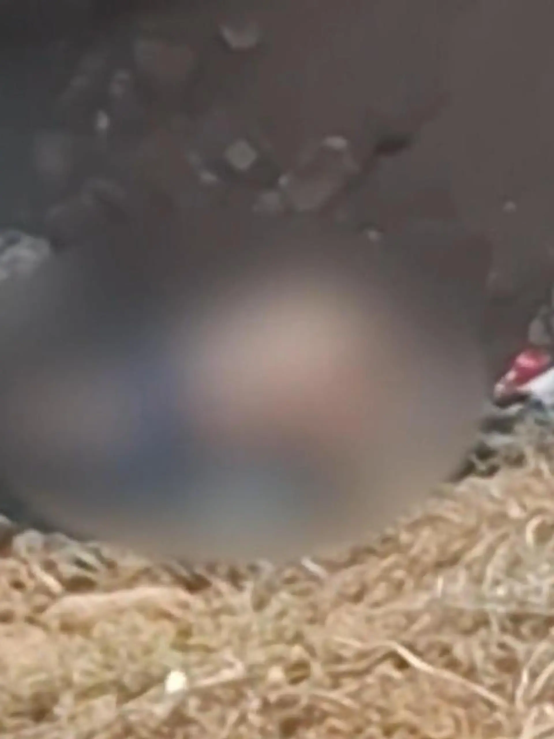 Begierige Bucht-Besucher! Pärchen hat Sex am Strand – Vater ist empört