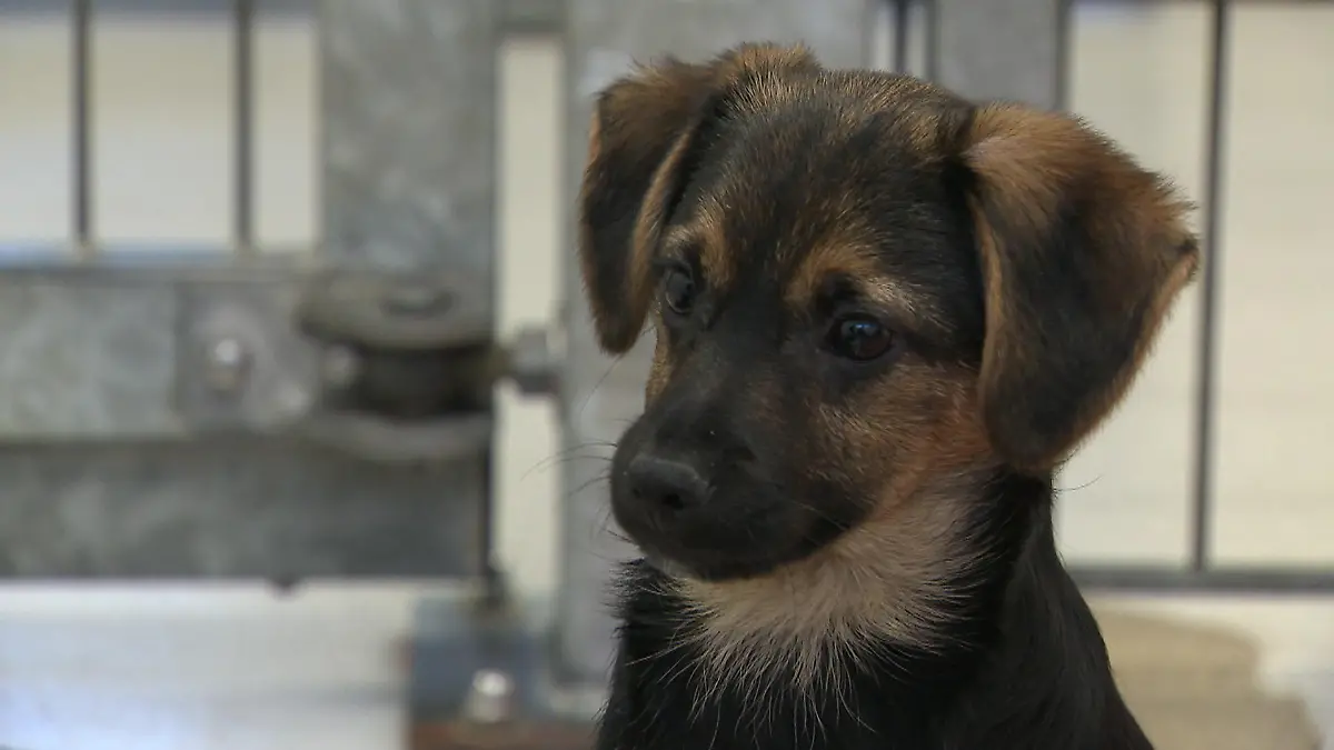 Fünf Welpen auf Autobahn-Rastplatz ausgesetzt
