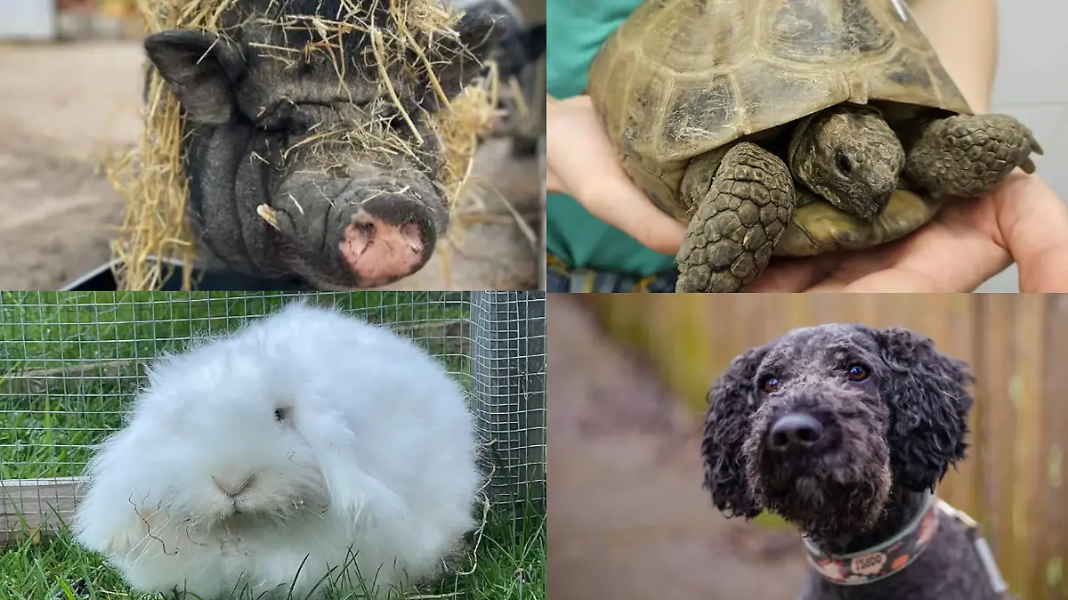 RTL Nord hilft Tierheimbewohnern