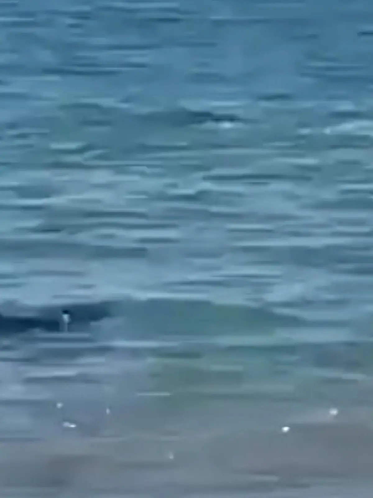 Am beliebten Ferienort Alicante kam es zu einer Hai-Sichtung direkt am Strand. Das Tier kam Badegästen gefährlich nah, bevor es an die Küste schwamm und dort verendete.