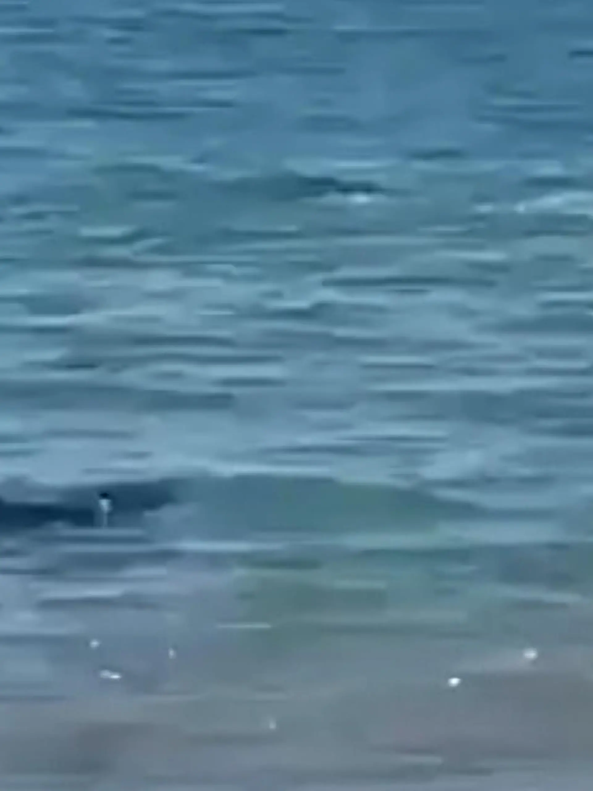 Am beliebten Ferienort Alicante kam es zu einer Hai-Sichtung direkt am Strand. Das Tier kam Badegästen gefährlich nah, bevor es an die Küste schwamm und dort verendete.