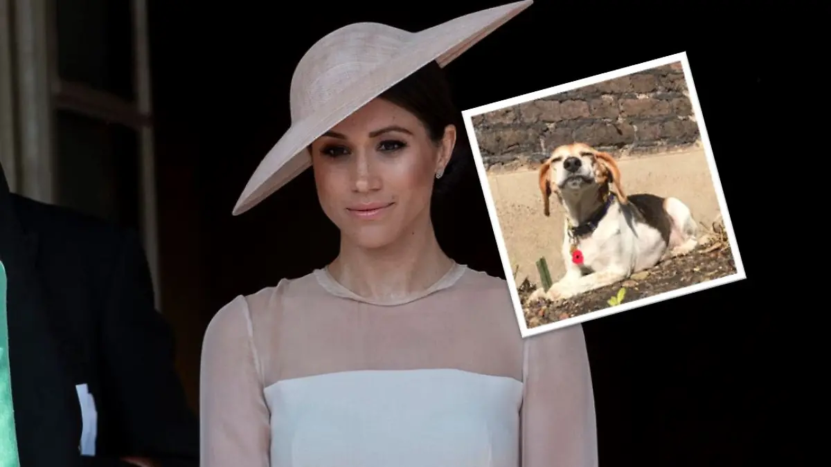 Collage von Herzogin Meghan und Hund Guy