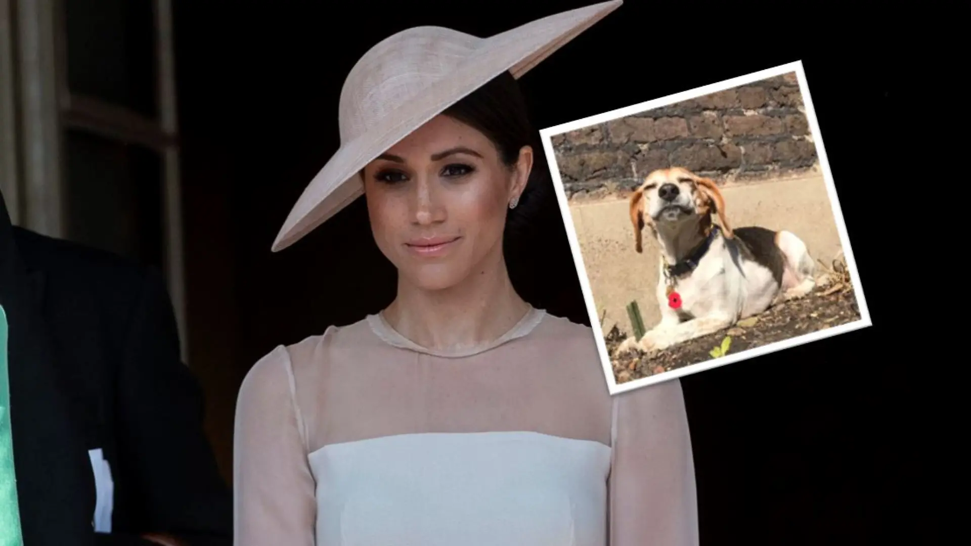 Collage von Herzogin Meghan und Hund Guy