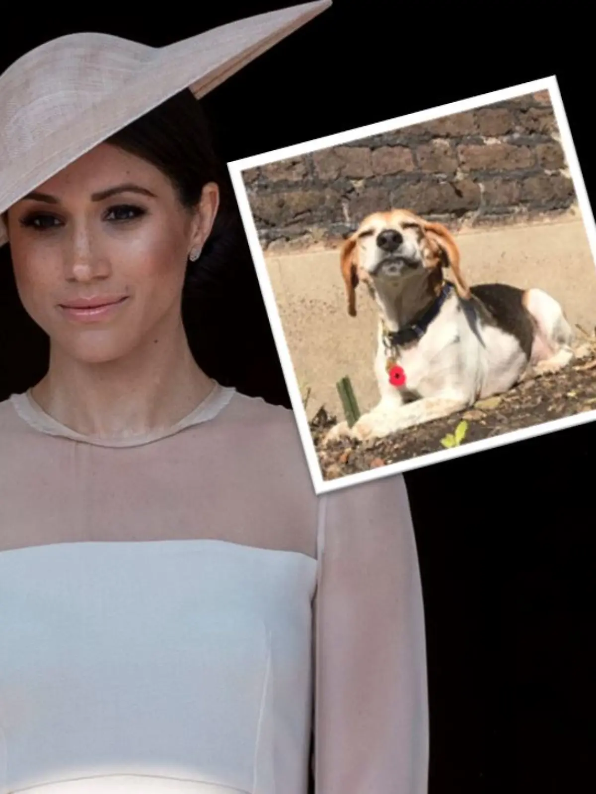 Collage von Herzogin Meghan und Hund Guy