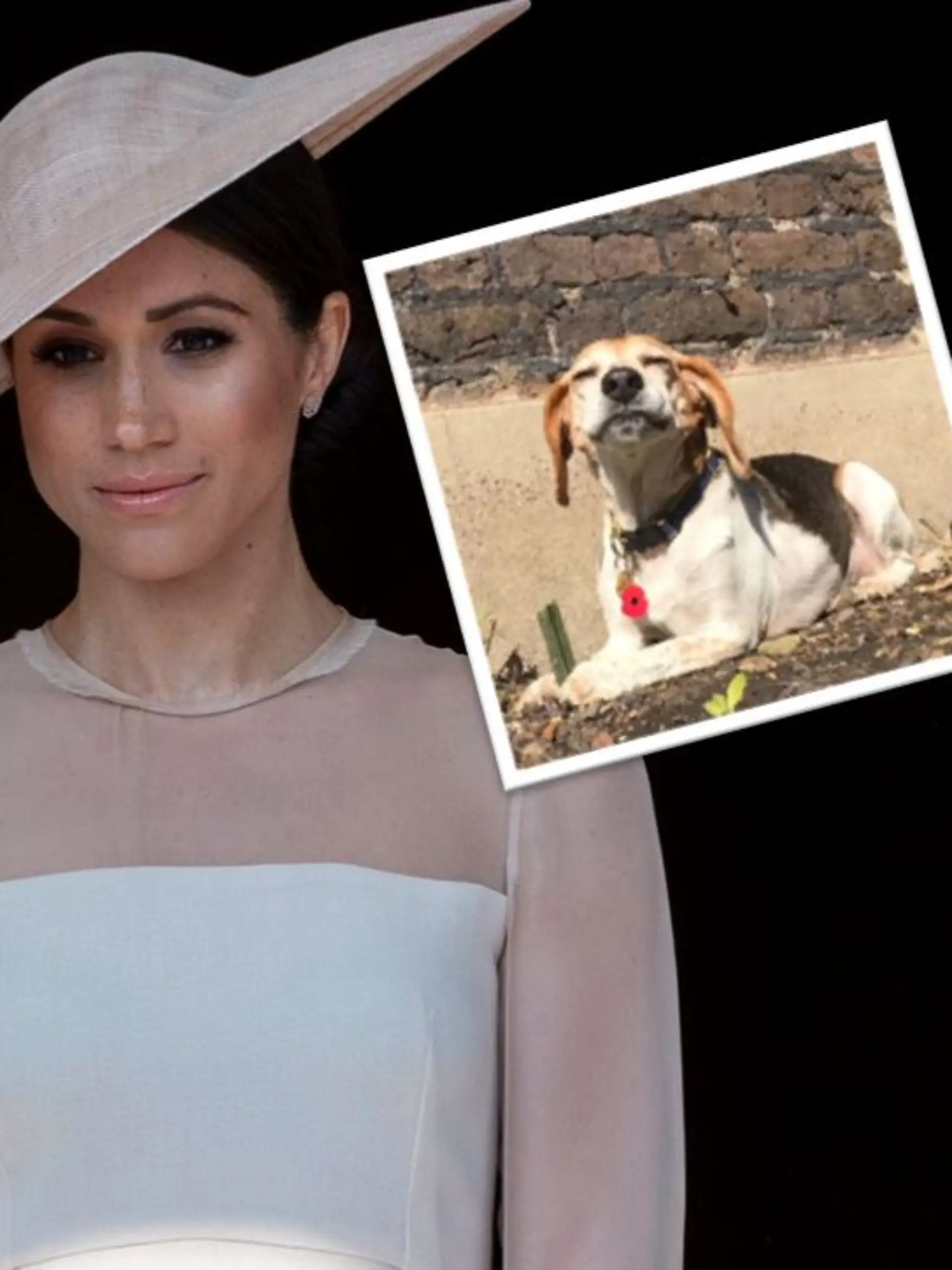 Collage von Herzogin Meghan und Hund Guy