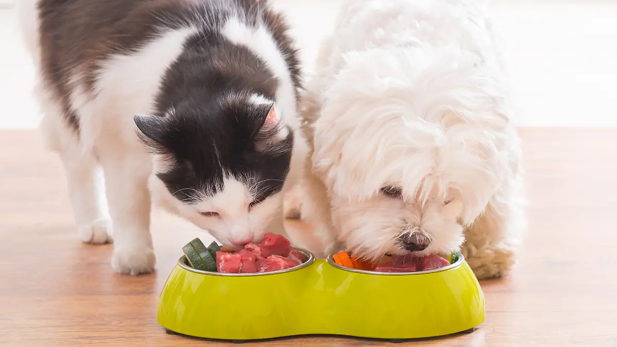 Ein Hund und eine Katzen essen gemeinsam aus ihrem jeweiligen Futternapf.