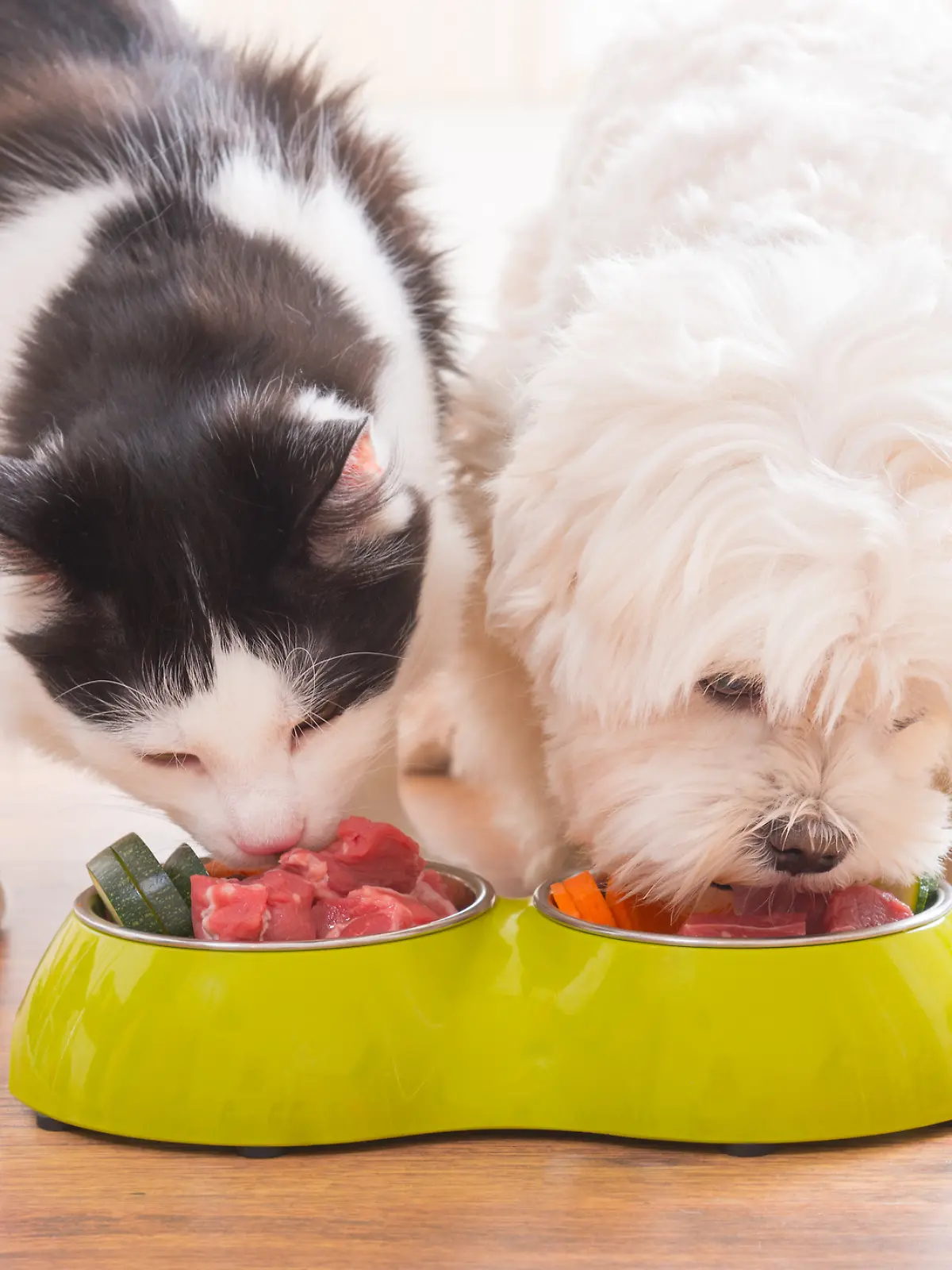 Ein Hund und eine Katzen essen gemeinsam aus ihrem jeweiligen Futternapf.