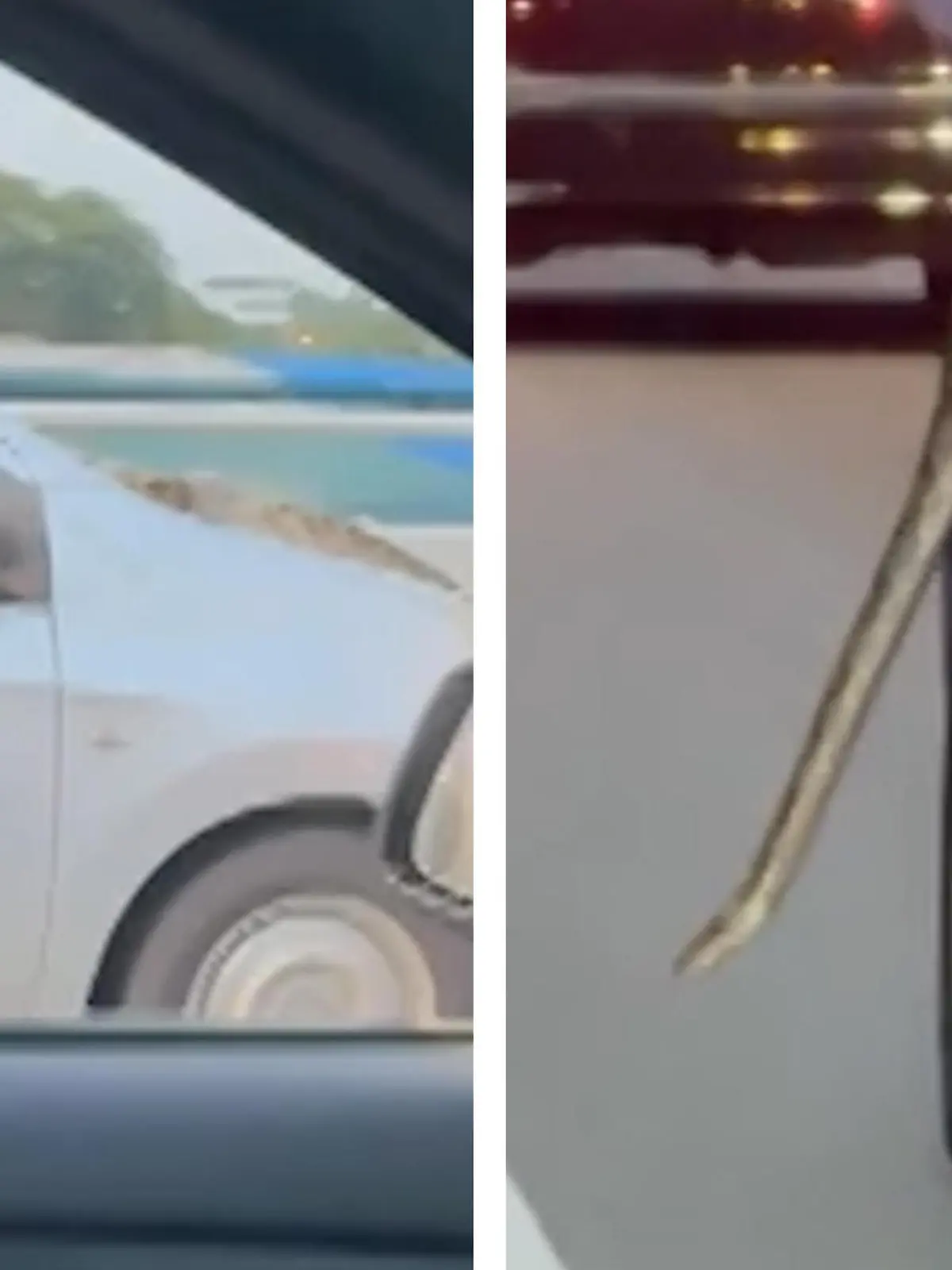 Mit XXL-Python an der Scheibe! Fahrer brettert über Autobahn