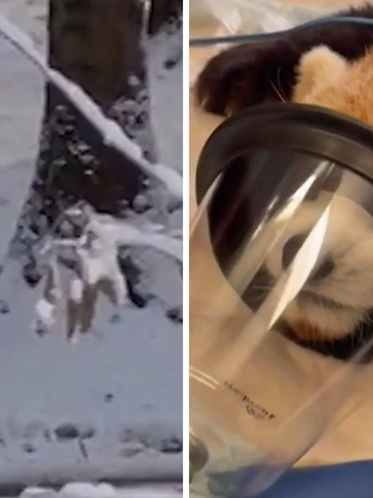 Bild zu: "Pandas nutzen Schnee – und fliehen aus Zoo"