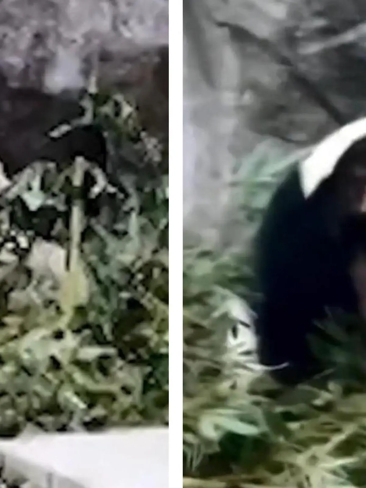 Zoo-Besucher bewirft Panda mit voller Flasche - Augenzeugen sind außer sich!