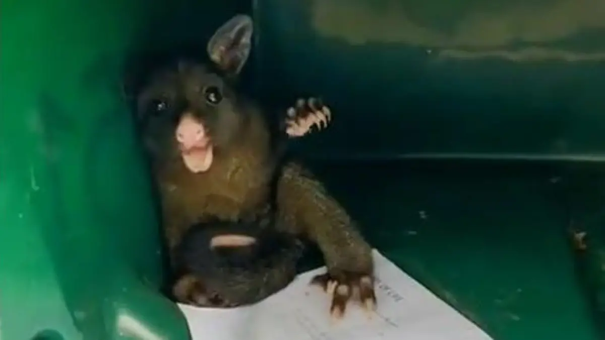 Australisches Baby-Fuchskusu in Briefkasten