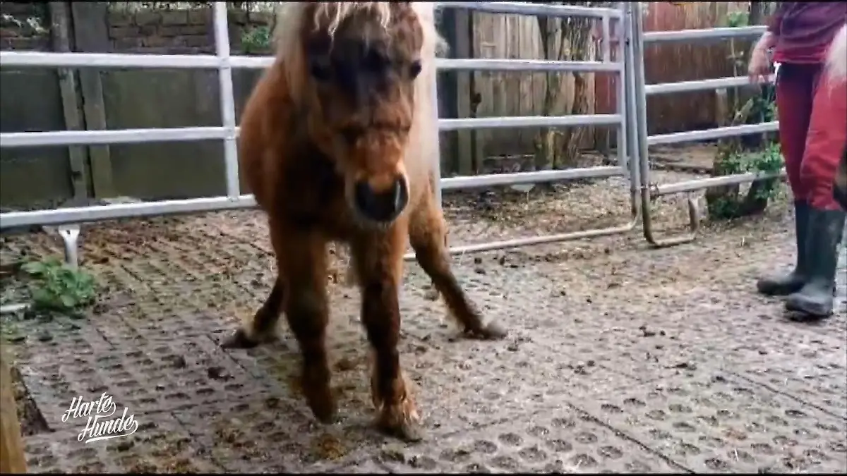 Die harten Hunde verschaffen sich einen Überblick Auf dem Gnadenbrothof