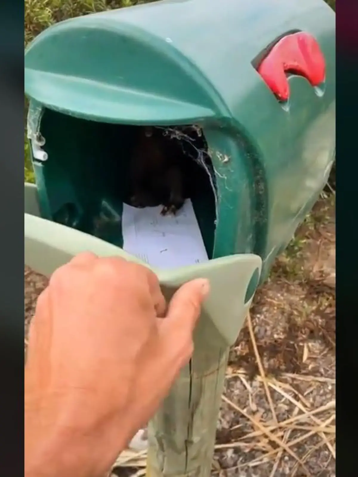 Ein Mann aus Australien bekam beim Öffnen seines Briefkastens wohl den Schock seines Lebens.