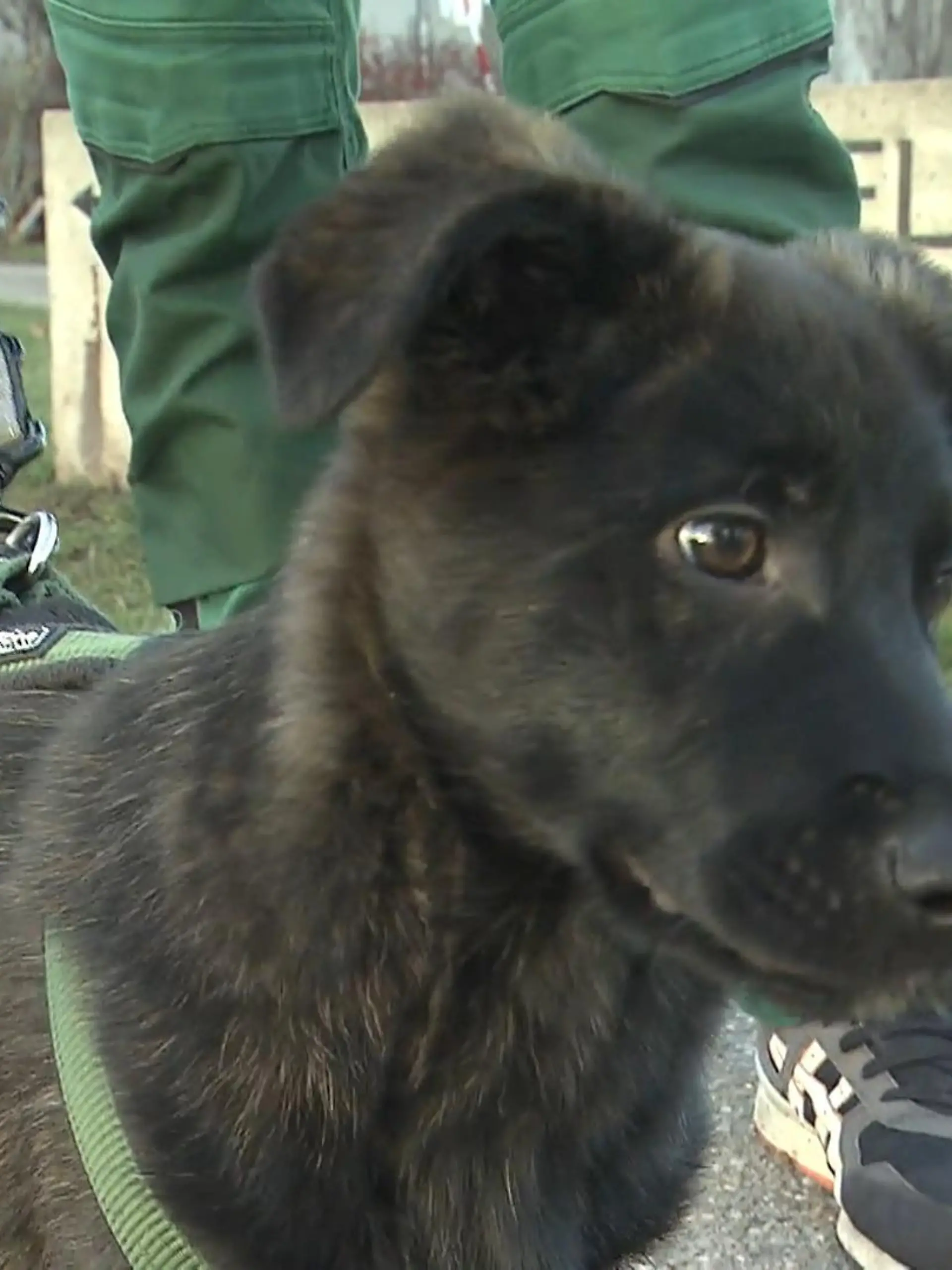 Hundewelpe Oskar wurde im Müllschlucker entsorgt.