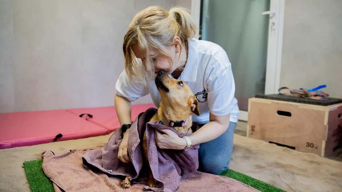 PRODUKTION - 12.04.2022, Polen, Przemysl: Hündin Vira wird von Marta Dominiak-Drelicharz, Tierpflegerin nach einer Lauf-Therapie in einem Wasserbecken mit eingebautem Laufband in der Tierklinik «Ada» abgetrocknet. Die Hündin Vira wurde im Donbas vor zwei bis drei Jahren von einer Kugel an der Wirbelsäule verletzt. Da eine operative Entfernung zu gefährlich ist, sollen verschiedene Therapien die Funktion der Hinterbeine anregen. (zu dpa: «Wie eine angeschossene Hündin aus der Ukraine in Polen laufen lernt») Foto: Christoph Soeder/dpa +++ dpa-Bildfunk +++