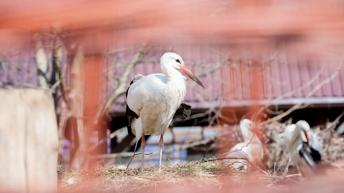 Verletzte Störche auf dem Gelände der Tierklinik «Ada».