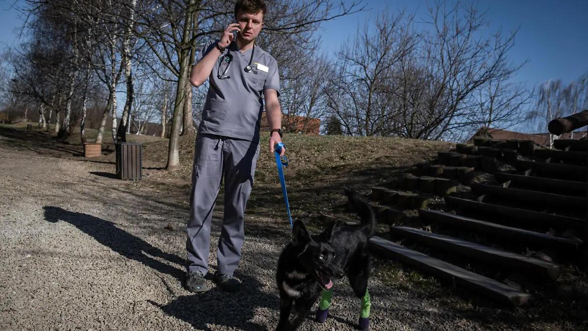 PRZEMYSL, POLAND - MARCH 28: Jakub Kotowicz, the co-founder of tha animal shelter ADA foundation and Hard, a rescued dog who lost part of his hind legs due to a gunshot in the Luhansk area in Przemysl, Poland on March 28, 2022. Since the beginning of the Russian attacks on Ukraine, thousands of domestic and wild animals have been saved by foundations and volunteers, who travel daily to different parts of the country to evacuate them. Adri Salido / Anadolu Agency