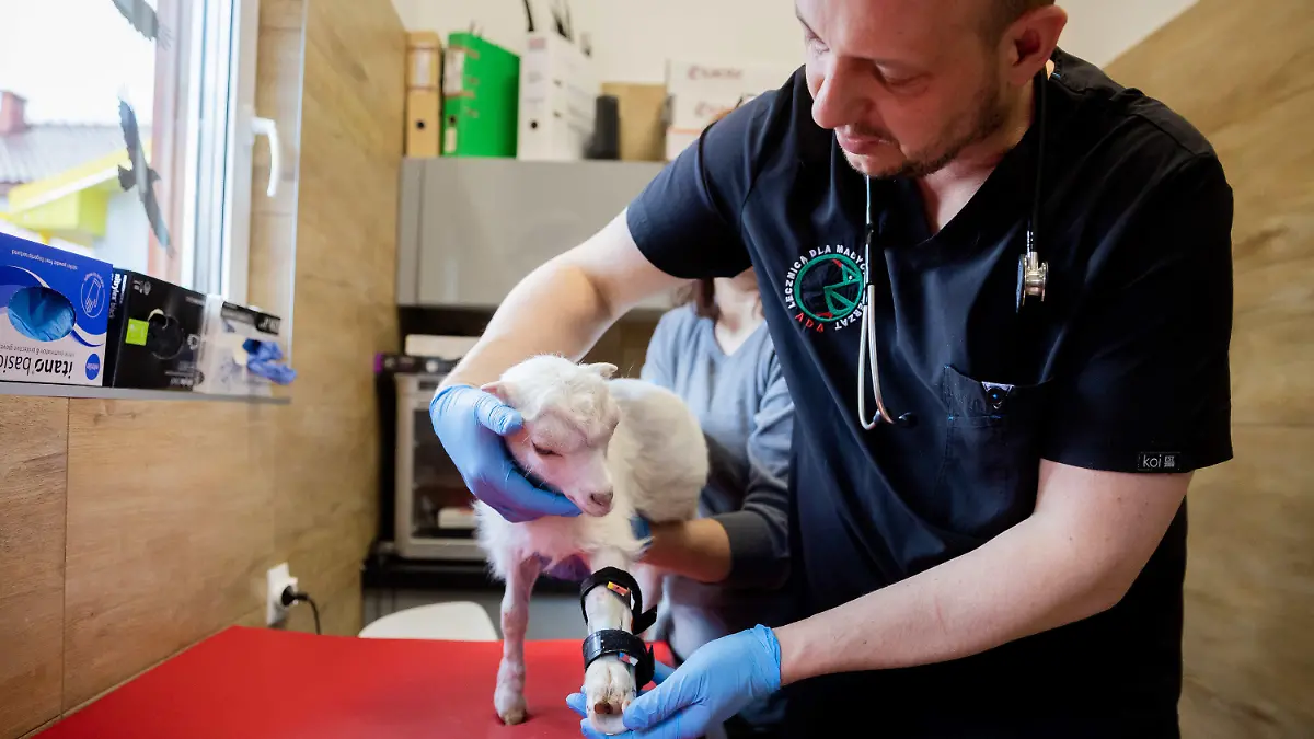 PRODUKTION - 12.04.2022, Polen, Przemysl: Radoslaw Fedaczynski, Tierarzt, legt dem einmonatigen Ziegenbock Sascha in der Tierklinik «Ada» eine Schiene an. Ziegenbock Sascha kam mit geschädigten Vorderhufen aus der Gegend um die ukrainische Stadt Lwiw. Mit den krummen Beinen konnte er nicht am Euter trinken. Unter anderem mit Hilfe von Schienen wurden seine Vorderbeine begradigt, sodass er wieder laufen kann. In der Klinik im polnischen Przemysl behandeln Tierärzte und Pfleger kranke und verletzte Tiere aus der Ukraine. Foto: Christoph Soeder/dpa +++ dpa-Bildfunk +++