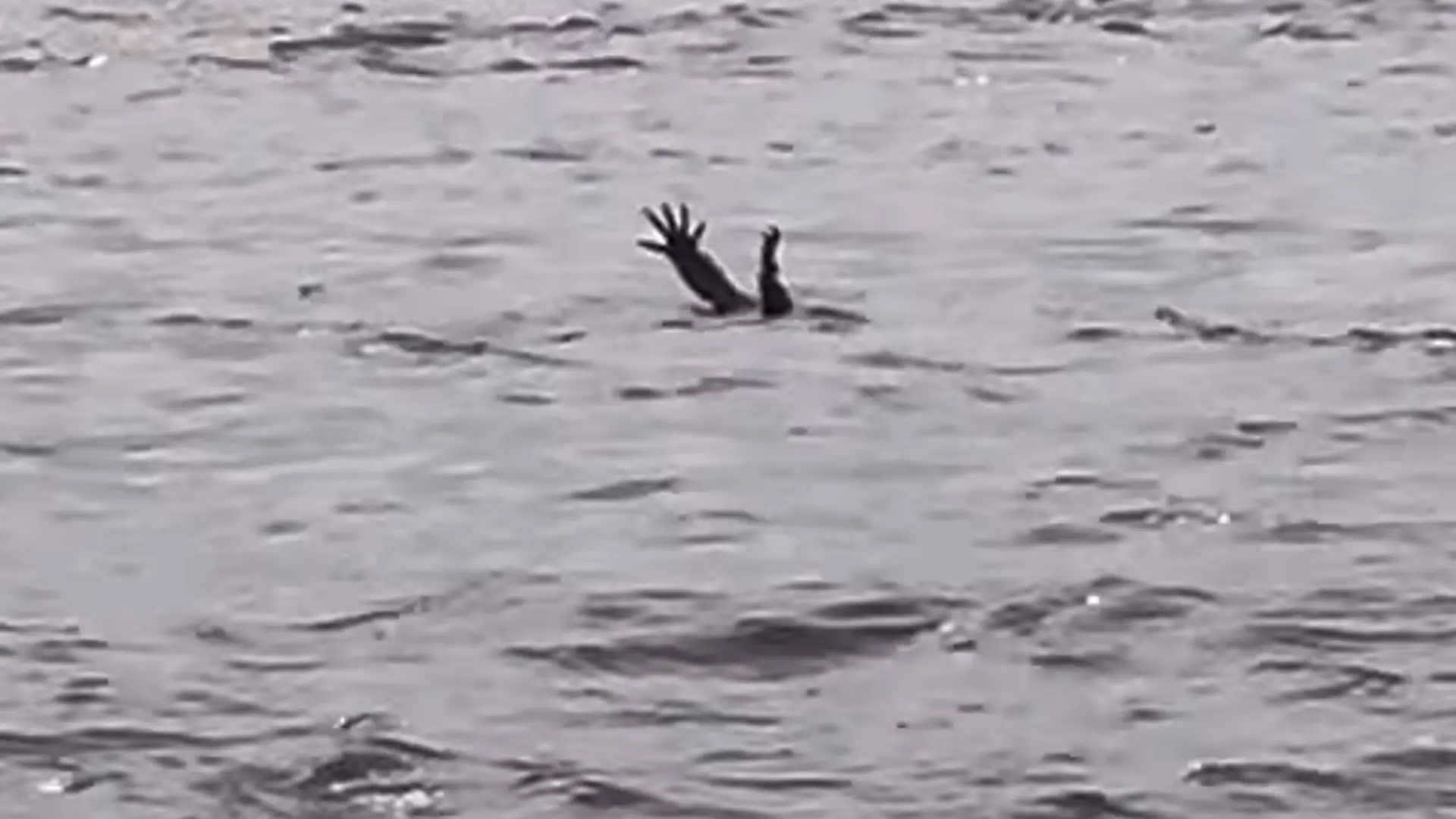 Ein Krokodil reckt die Arme aus dem Wasser.