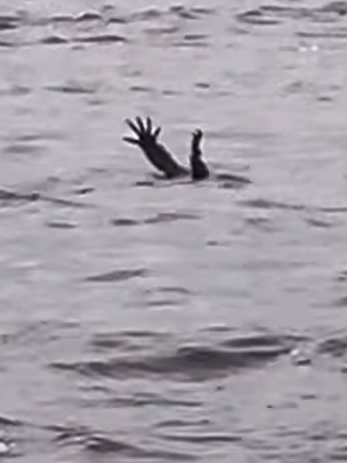 Ein Krokodil reckt die Arme aus dem Wasser.