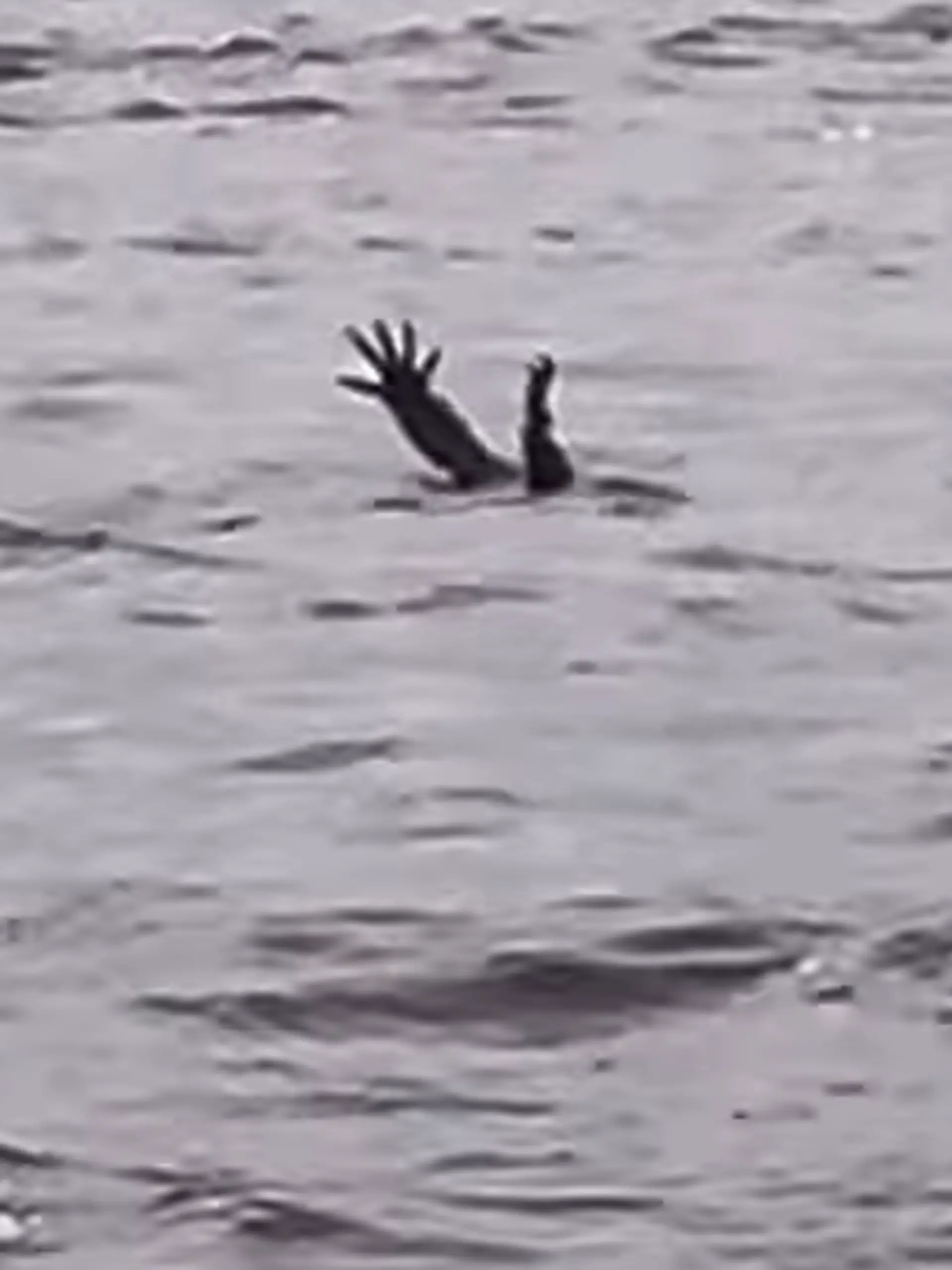 Ein Krokodil reckt die Arme aus dem Wasser.