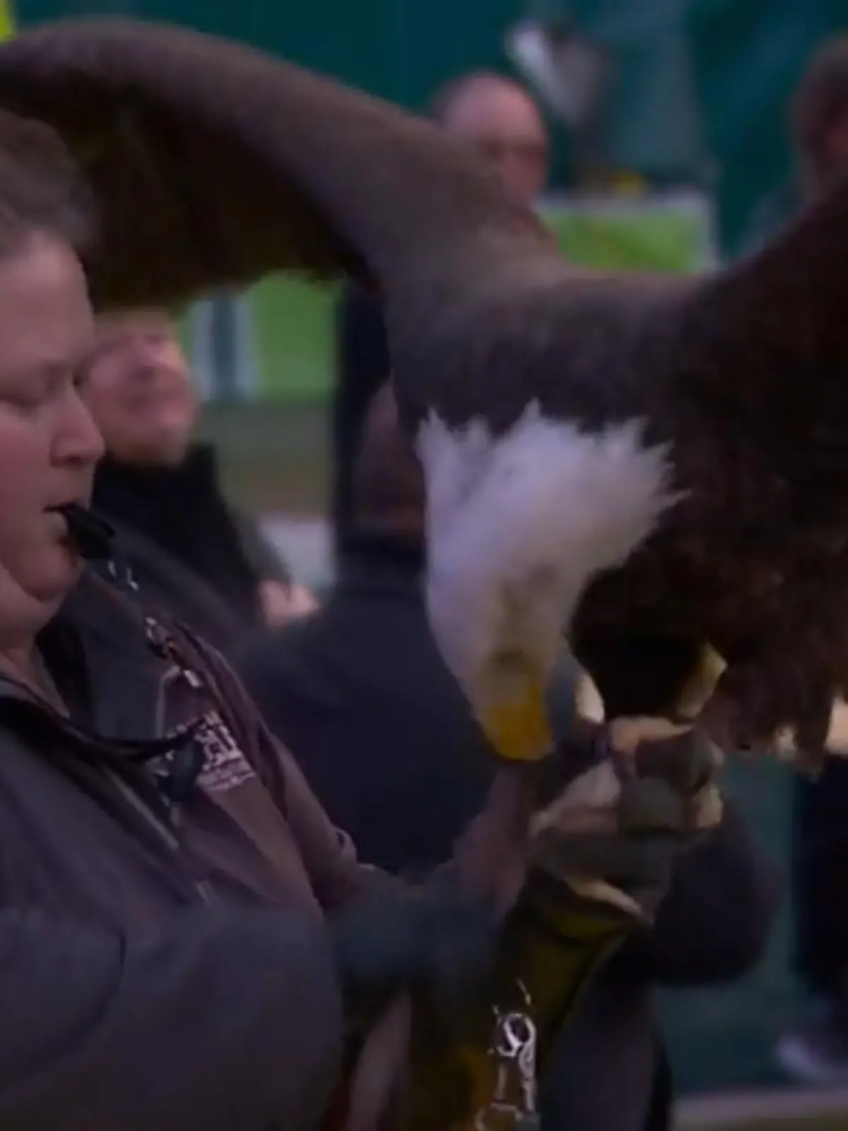 Bild zu: "Plötzlich fliegt ein Adler durch das Eagles-Stadion "