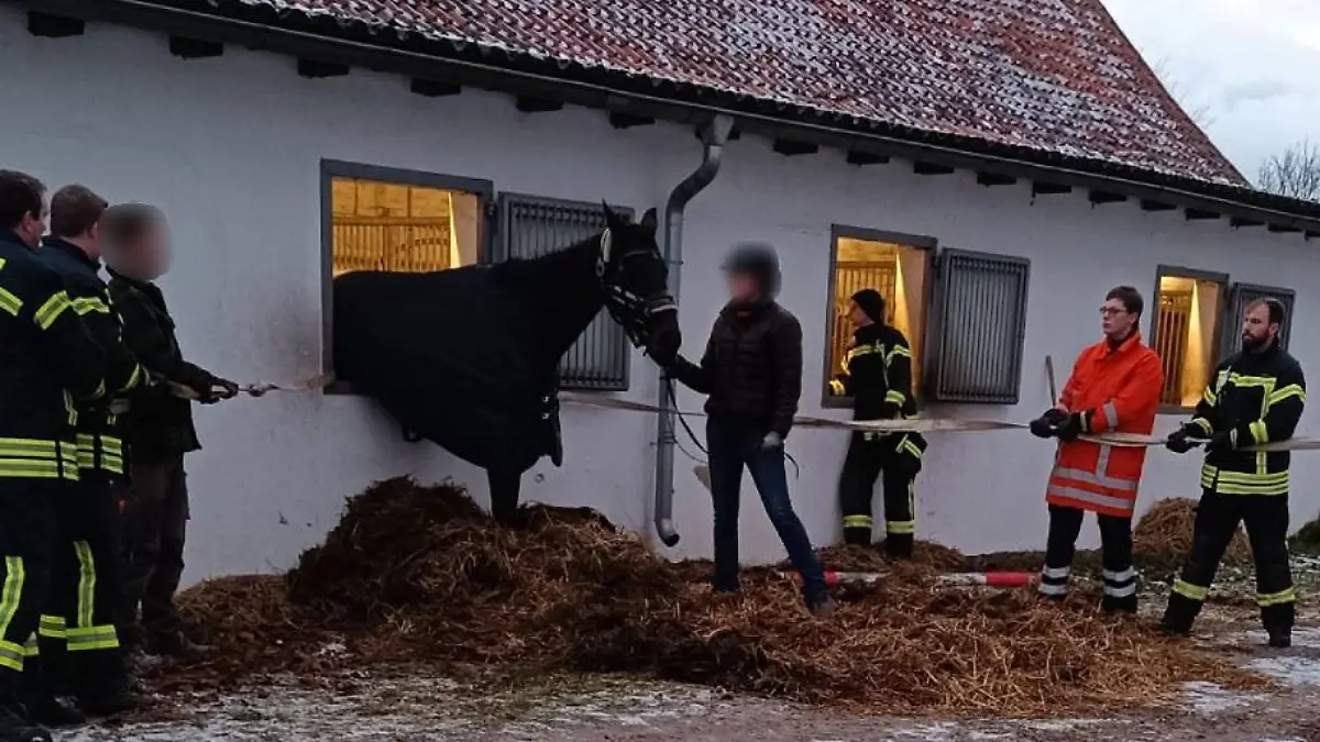 Mit dem Misthaufen stützen die Retter das Pferd und ziehen es mit Gurten aus dem Fenster