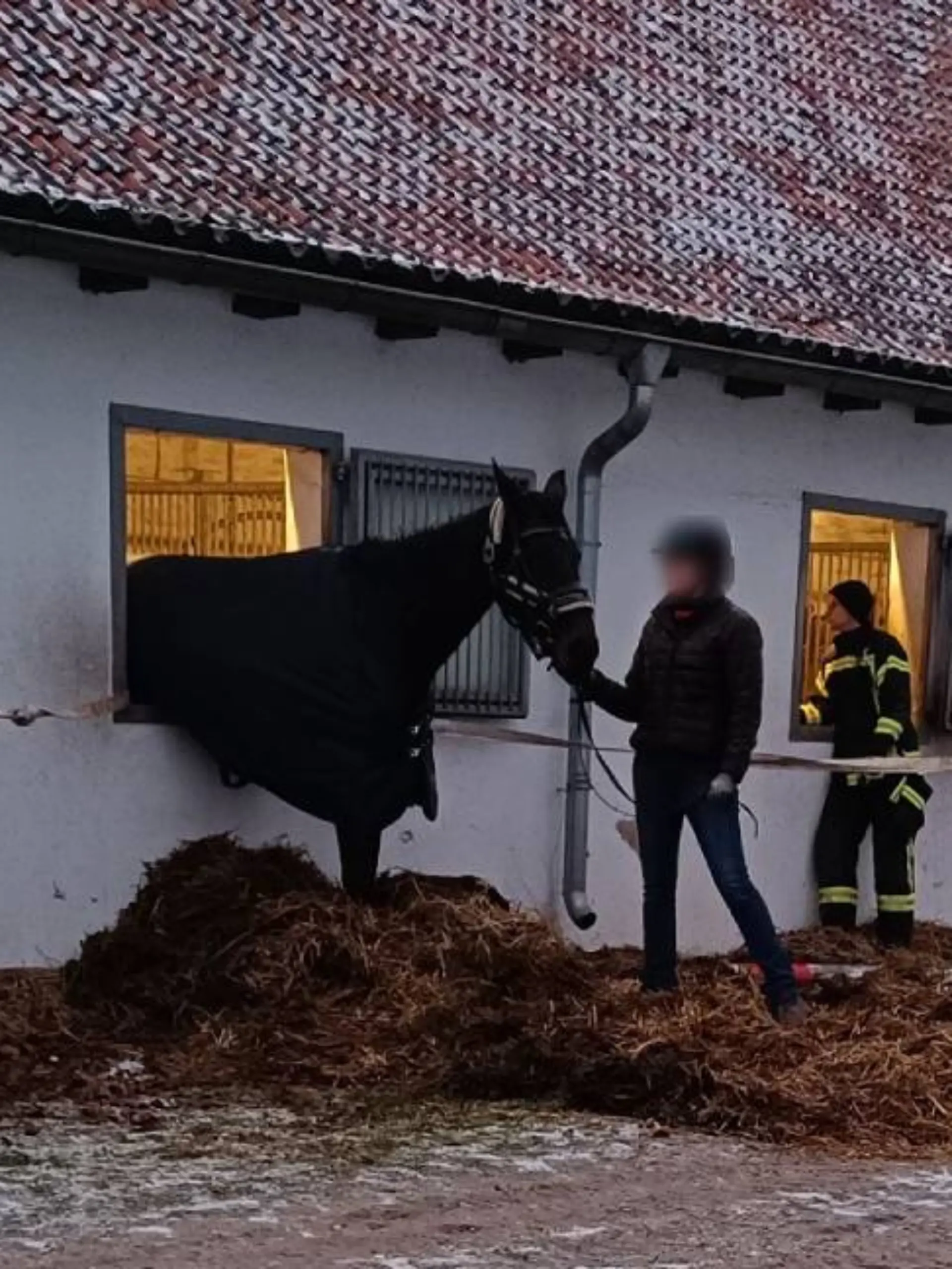 Mit dem Misthaufen stützen die Retter das Pferd und ziehen es mit Gurten aus dem Fenster
