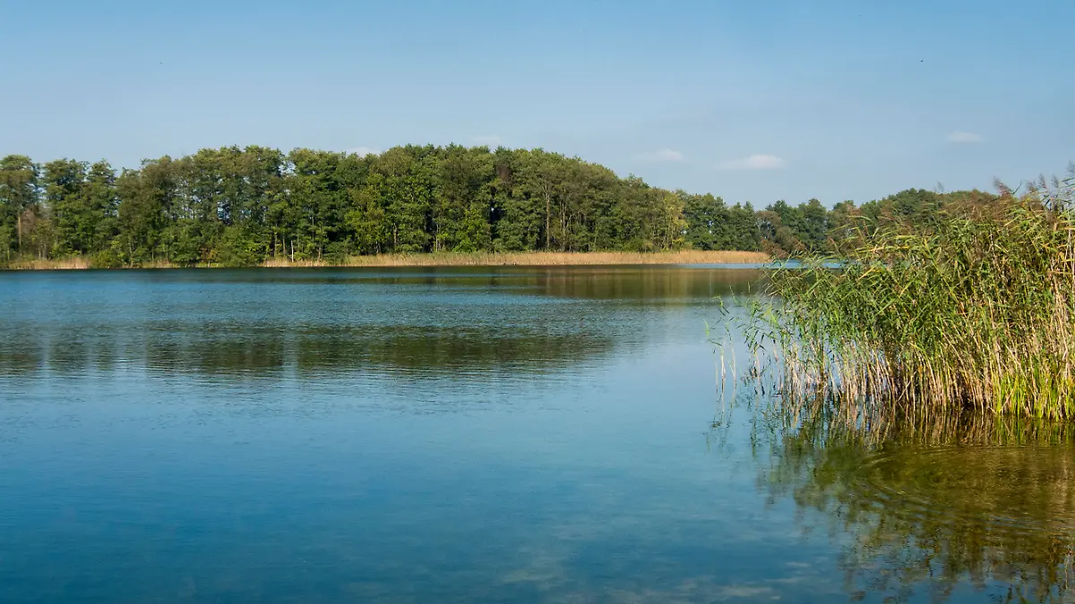Naugartener See mit Schilfroehricht, Deutschland, Brandenburg, Uckermark