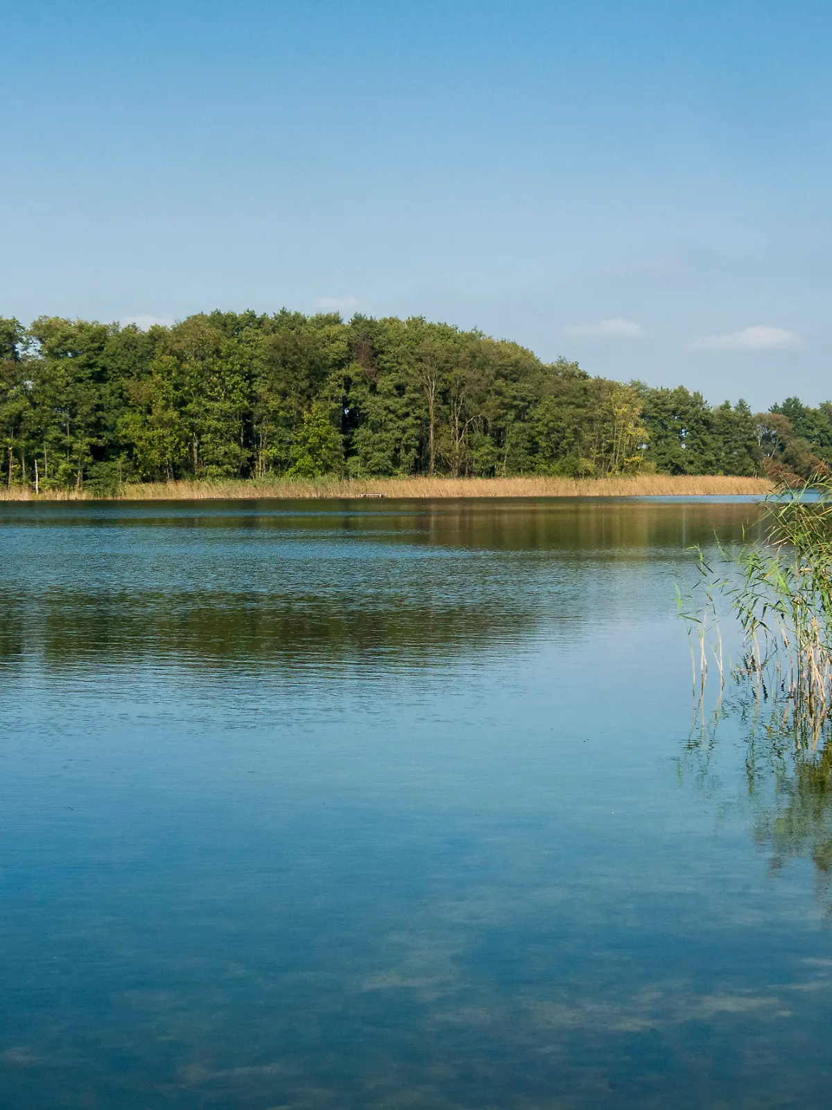 Naugartener See mit Schilfroehricht, Deutschland, Brandenburg, Uckermark 