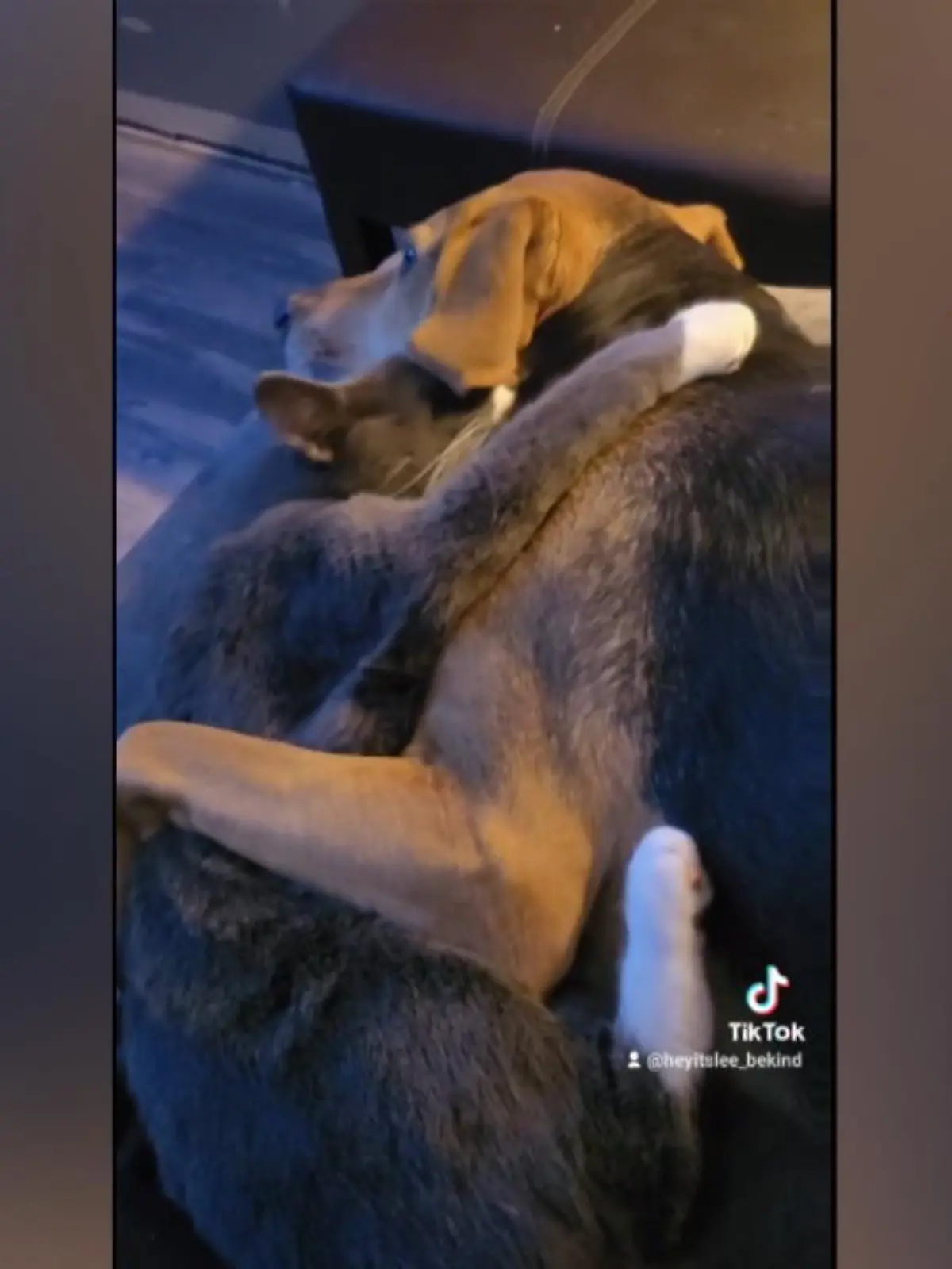 Dieses tierische Duo begeistert gerade zahlreiche User auf TikTok. Besitzerin LeeAnn Babirad aus New York teilte dort das virale Video zu ihren unzertrennlichen Haustieren. „Sie essen zusammen, spielen zusammen, schlafen zusammen. Sie beobachten sogar gemeinsam Tiere aus dem Fenster“, sagt LeeAnn.