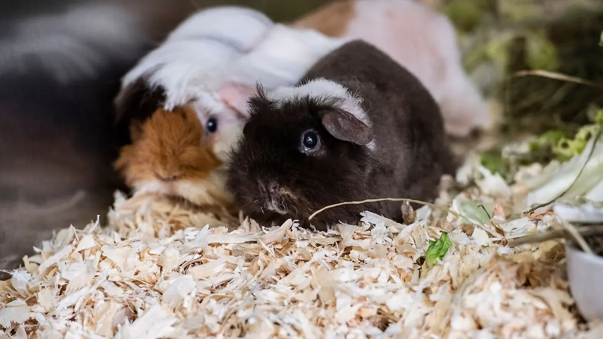 Meerschweinchen sind eher selten Diebesgut. Das war im Tierpark Wismar anders. Die mutmaßlichen Diebe wurden nun aber gefunden. (Symbolbild)