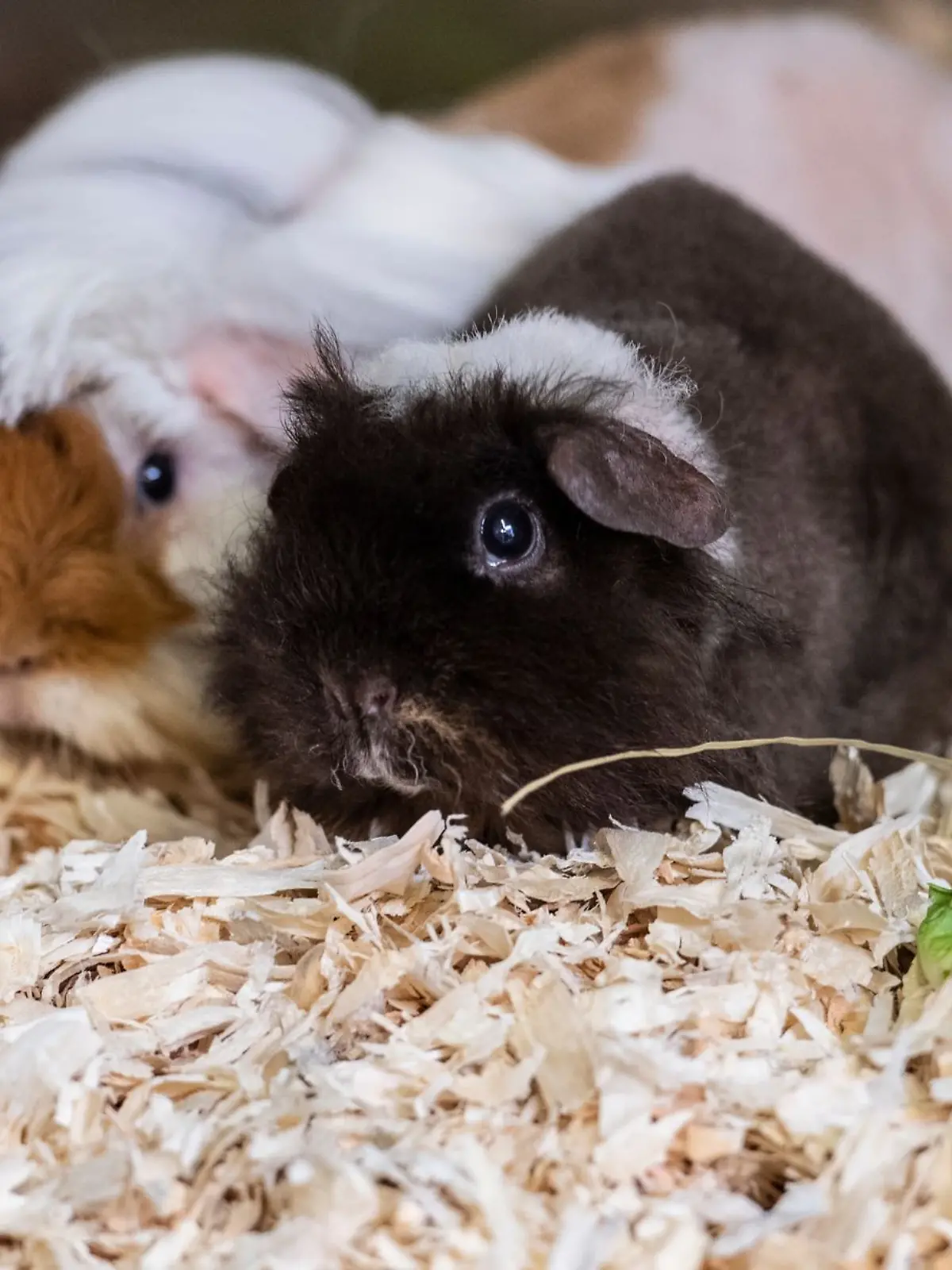 Bild zu: "14 Meerschweinchen in Wildpark erschossen – Polizei sucht nach Tierquälern"