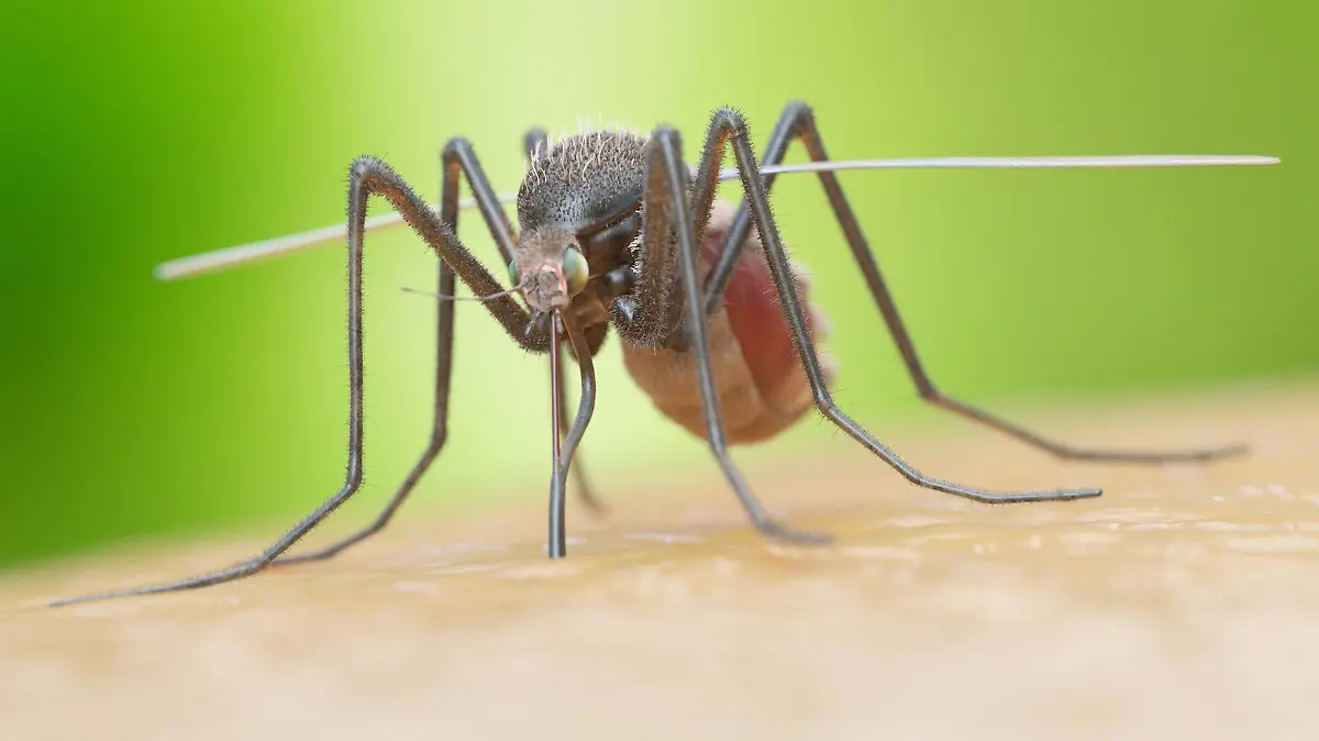 Illustration of a mosquito biting Illustration of a mosquito biting. PUBLICATIONxINxGERxSUIxHUNxONLY SCIEPRO/SCIENCExPHOTOxLIBRARY F023/6670  