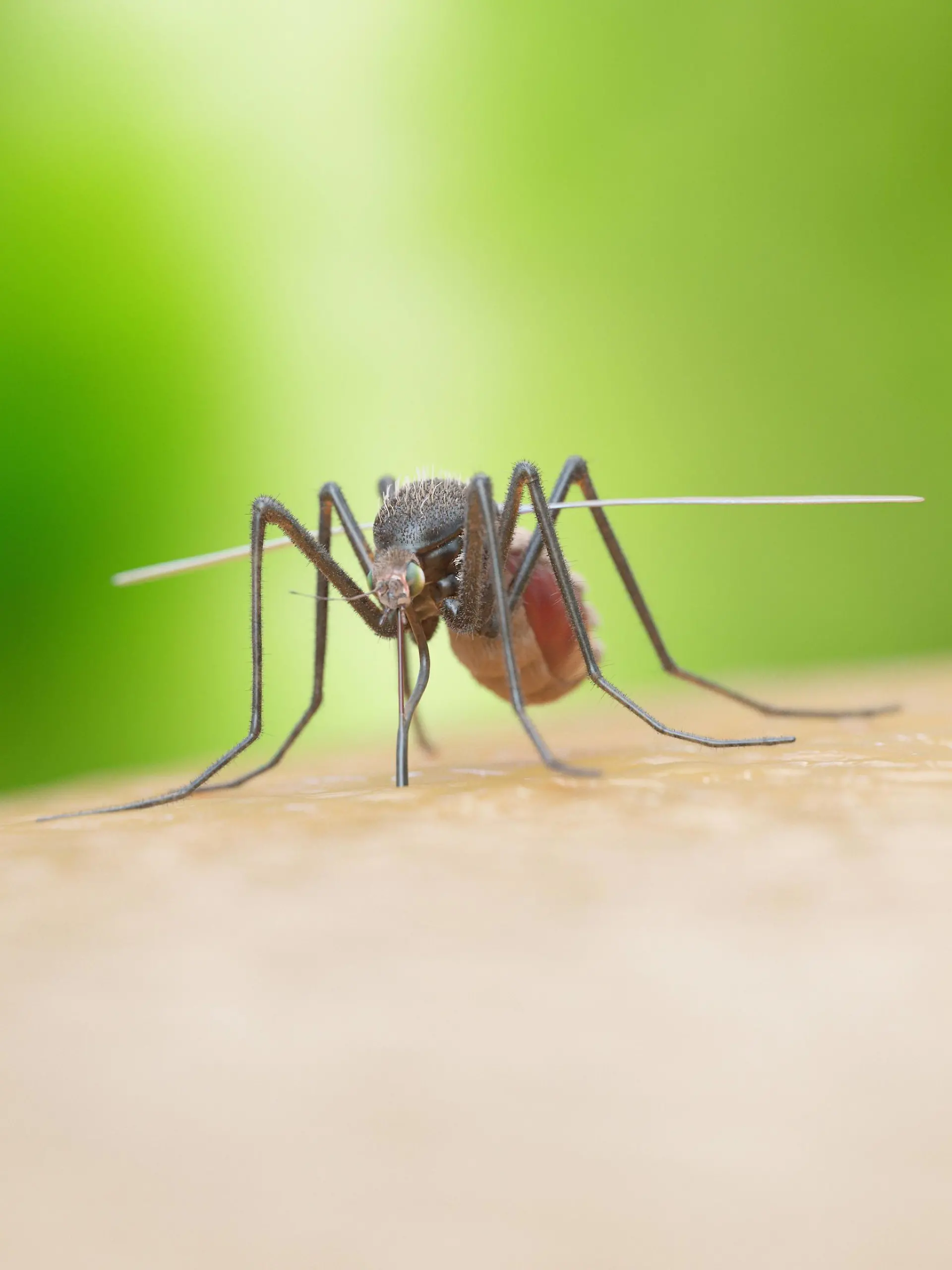 Illustration of a mosquito biting Illustration of a mosquito biting. PUBLICATIONxINxGERxSUIxHUNxONLY SCIEPRO/SCIENCExPHOTOxLIBRARY F023/6670  