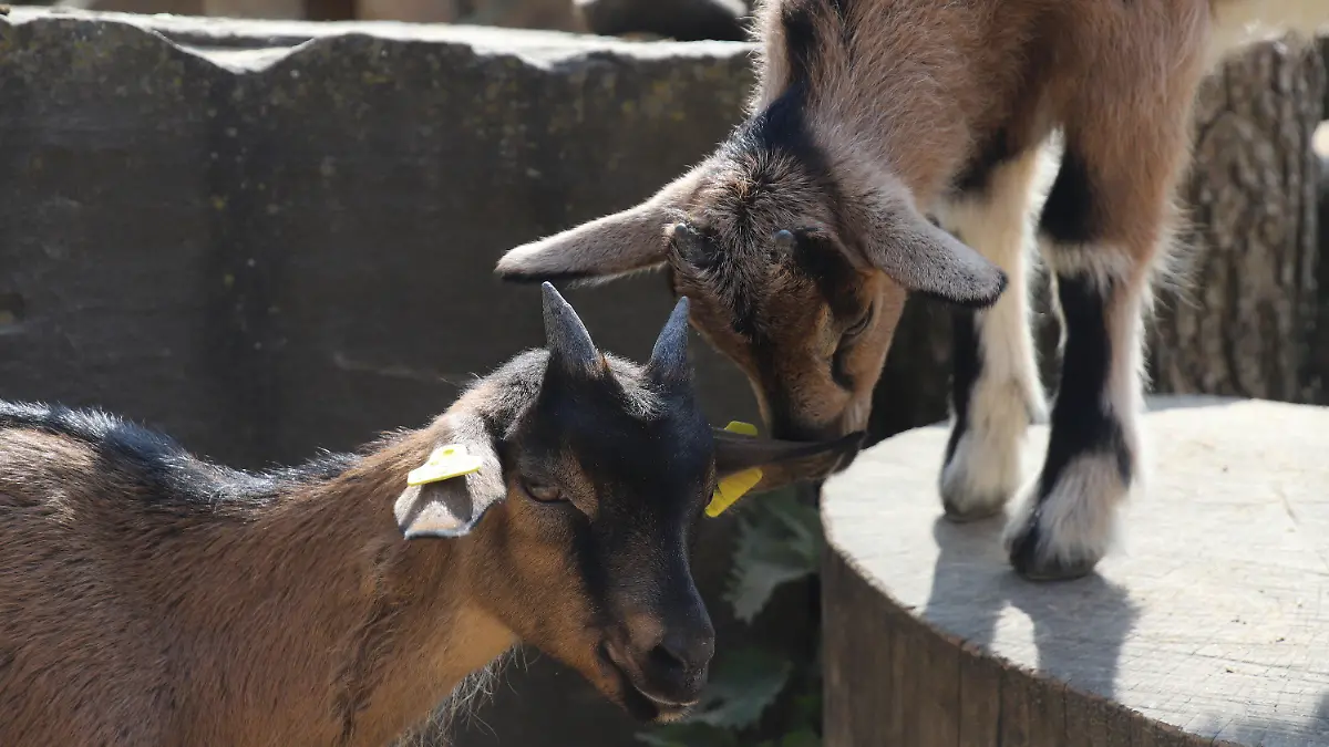 14.04.2022, Köln: Zwei Ziegen stehen im Kölner Zoo. Das legendäre Kölner Fußball-Maskottchen Hennes ist erstmals Vater von zwei Jungs geworden. Foto: Sascha Thelen/dpa +++ dpa-Bildfunk +++