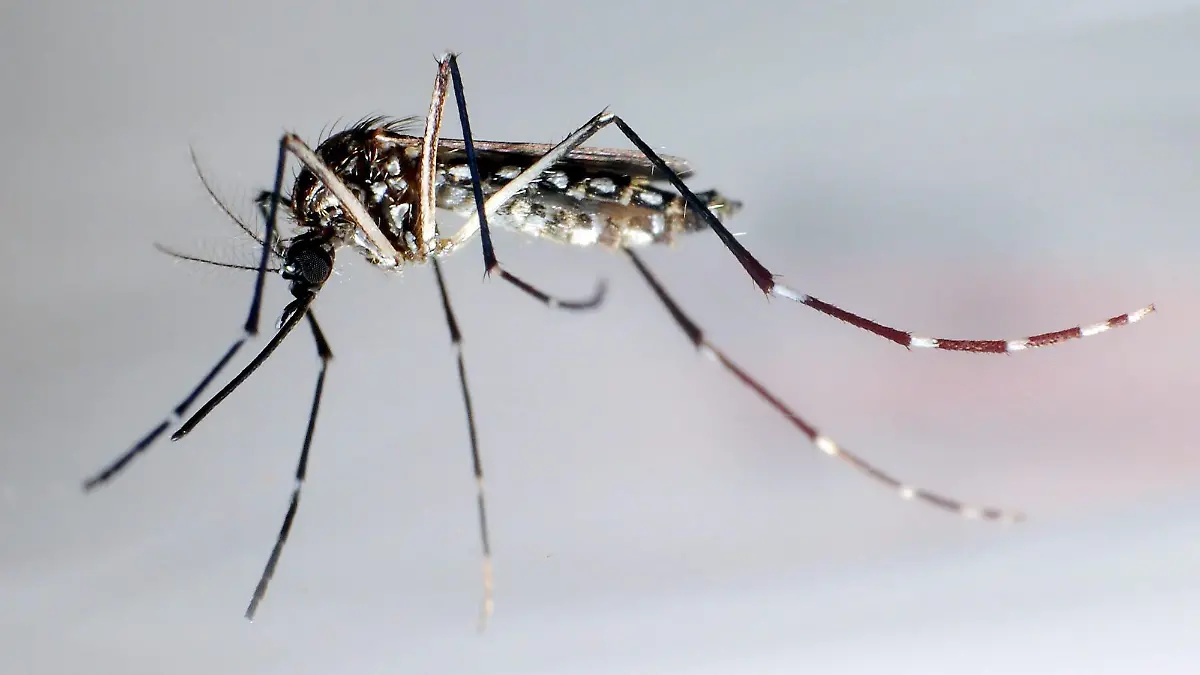 ARCHIV - Der Moskito «Aedes aegypti» oder auch «Stegomyia aegypti» am 24. Juni 2010 in Tegucigalpa, Honduras. Wegen mehr als 10 000 Zika-Infektionen hat die US-Regierung für ihr Außenterritorium Puerto Rico den Gesundheitsnotstand ausgerufen. Foto: EPA/GUSTAVO AMADOR +++(c) dpa - Bildfunk+++