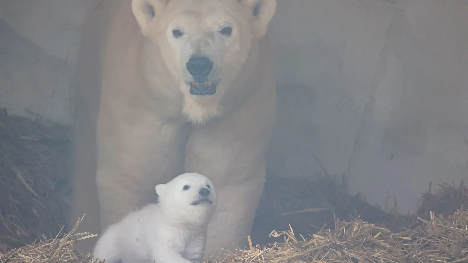 Das Eisbären-Baby ist zum ersten Mal zu sehen.