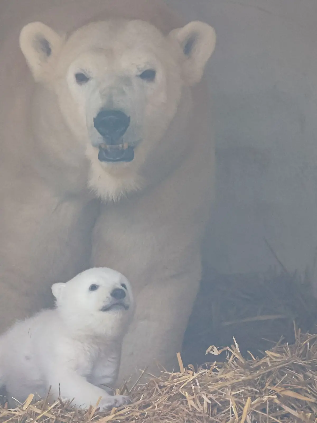 Bild zu: "Erstes Foto vom Karlsruher Eisbär-Baby"